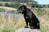 STAFFIE 220